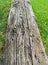 Driftwood log laying flat on green grass ground