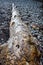 Driftwood log on a pebble beach