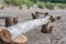 driftwood log seating along beach
