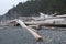 Driftwood logs on Beach with Evergreen Forest