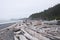 Driftwood logs on Beach with Evergreen Forest