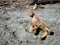 Driftwood. Looks like some strange animal.