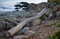 Driftwood lying on a beach after a storm in the Mediterranean