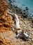 Driftwood lying on a beach after a storm in the Mediterranean