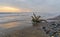 Driftwood lying on the seashore in stormy weather