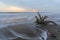 Driftwood lying on the seashore in stormy weather