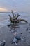 Driftwood lying on the seashore in stormy weather