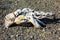 Driftwood lying on a stoney beach in alaska