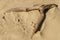 Driftwood Lying on a Textured Beach