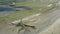 Driftwood in mild waves of Baltic sea on sandy beach on sunny spring day - slow