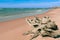 Driftwood Near Big Sable Point Lighthouse