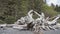 Driftwood on Rialto Beach, Washington State, USA