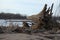 Driftwood on a River Marsh