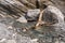 Driftwood between rocks in front of a steep stone wall