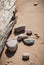 Driftwood, Rocks and Paw Prints in Sand