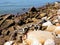 Driftwood on Rocky Seashore