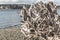 Driftwood root system of tree next to beach