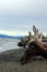 Driftwood root tangle Parksville Community Beach, Parksville, BC