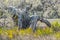 Driftwood in the salt marsh