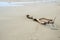 Driftwood on a Sandy Beach