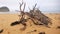 Driftwood Sculpture on Maitland Bay Beach New South Wales Australia