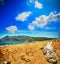 Driftwood by the shore in Porto Ferro