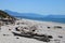 Driftwood on shore, Ship Creek, West Coast, NZ