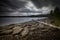 Driftwood on the shores of Foldsjoen, norwegian mountain forest