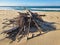 Driftwood on Stockton Beach New South Wales, Australia, with waves visible on the seashore