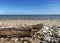 Driftwood on stoney beach