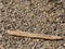 Driftwood, stranded branch of a tree on a beach of pebbles. The wood has probably been in the water for a while, fuzzy background