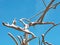 Driftwood Tree Form Against Blue Sky.