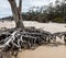 Driftwood Trees Buried in The Sand at Boneyard Beach