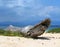 Driftwood on tropical beach.