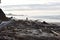 Driftwood Washed Up on Agate Beach