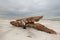 Driftwood washed up on beach