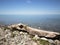 Driftwood washed up on a shingle beach