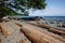 Driftwood... weathered logs and downed trees - Seal Bay Nature Reserve