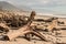 Driftwood on West Coast beach in South Island