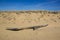 Driftwood on Wind-blown Sand Dune