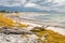 Driftwood and yellow flowers on sandy beach at Kaikoura Peninsula, New Zealand