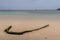 Driftwood at Yenanas beach, Kabui Bay, Gam island, Raja Ampat - West Papua, Indonesia