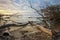 Driftwoods. Grey tree branches lying over the water, dry dead wood in a lake