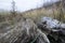 Driftwoods. Grey tree branches lying over the water, dry dead wood in a lake