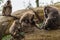 Drill family of baboons mandrel preening another