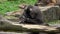 Drill monkey, Mandrillus leucophaeus. Dril in nature habitat. Beautiful wild animal in captivity