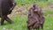 Drill Monkey Mandrillus Leucophaeus family consisting of male, female and baby
