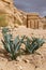 Drimia maritima plant in Petra, Jordan