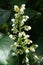 Drimiopsis maculate or hyacinthaceae flower