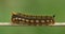 Drinker moth caterpillar (Euthrix potatoria)